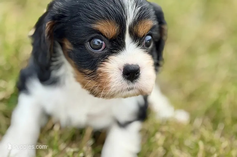 Iris  – Cavalier King Charles Spaniel puppy for sale in Sturgis, MI