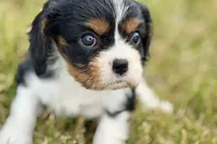 Iris , a female Cavalier King Charles Spaniel for sale in Sturgis, MI – 1 of 9