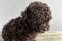 Violet, a female Poodle - Toy  for sale in Sturgis, MI – Photo 5 of 7