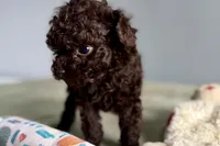 Violet, a female Poodle - Toy  for sale in Sturgis, MI – Photo 2 of 7