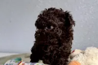 Violet, a female Poodle - Toy  for sale in Sturgis, MI – Photo 6 of 7