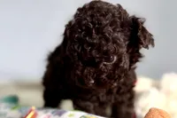 Violet, a female Poodle - Toy  for sale in Sturgis, MI – Photo 1 of 7