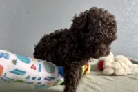 Violet, a female Poodle - Toy  for sale in Sturgis, MI – Photo 3 of 7