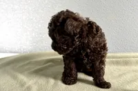 Violet, a female Poodle - Toy  for sale in Sturgis, MI – Photo 4 of 7