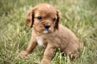 Ivan, a male Cavalier King Charles Spaniel for sale in Sturgis, MI – 6 of 10