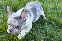 Jesse, a male Frenchton for sale in Sturgis, MI – 10 of 10