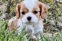 Holly, a female Cavalier King Charles Spaniel for sale in Sturgis, MI – 10 of 10