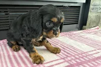 Maya, a female Cavalier King Charles Spaniel for sale in Sturgis, MI – 5 of 7