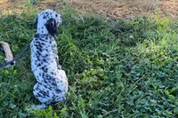 Lavon, a male Dalmatian for sale in Sturgis, MI – 10 of 10