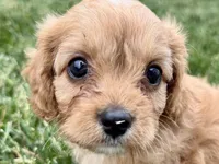 Falcon, a male Cavalier King Charles Spaniel and Poodle - Miniature  for sale in Sturgis, MI – 10 of 10