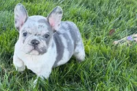 Jesse, a male Frenchton for sale in Sturgis, MI – 2 of 10