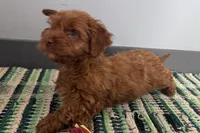 Jam, a male Cockapoo for sale in Sturgis, MI – Photo 7 of 7
