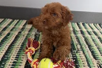 Jam, a male Cockapoo for sale in Sturgis, MI – Photo 2 of 7