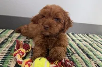 Jam, a male Cockapoo for sale in Sturgis, MI – Photo 4 of 7