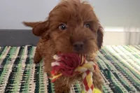 Jam, a male Cockapoo for sale in Sturgis, MI – Photo 6 of 7