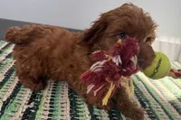 Jam, a male Cockapoo for sale in Sturgis, MI – Photo 3 of 7