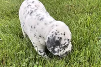Larry, a male Dalmatian for sale in Sturgis, MI – 6 of 10
