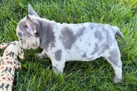 Jelly , a female Frenchton for sale in Sturgis, MI – 8 of 10