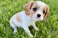 Rocky, a male Cavalier King Charles Spaniel for sale in Sturgis, MI – 9 of 10