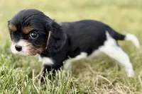 Isaac, a male Cavalier King Charles Spaniel for sale in Sturgis, MI – 9 of 10
