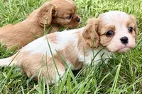 Ari , a female Cavalier King Charles Spaniel for sale in Sturgis, MI – 3 of 9