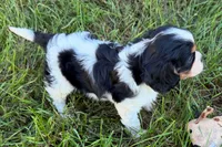 Emma, a female Cavalier King Charles Spaniel for sale in Sturgis, MI – 6 of 9