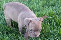 June , a female Frenchton for sale in Sturgis, MI – 5 of 10