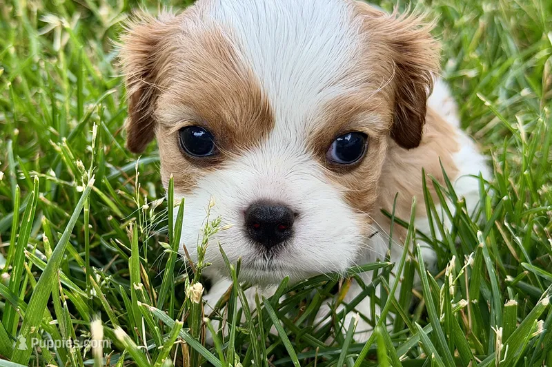 Holly – Cavalier King Charles Spaniel puppy for sale in Sturgis, MI