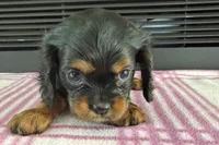 Maya, a female Cavalier King Charles Spaniel for sale in Sturgis, MI – 3 of 7