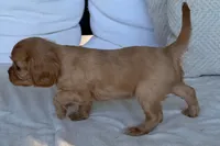 Sterling , a male Cavalier King Charles Spaniel for sale in Sturgis, MI – 10 of 10