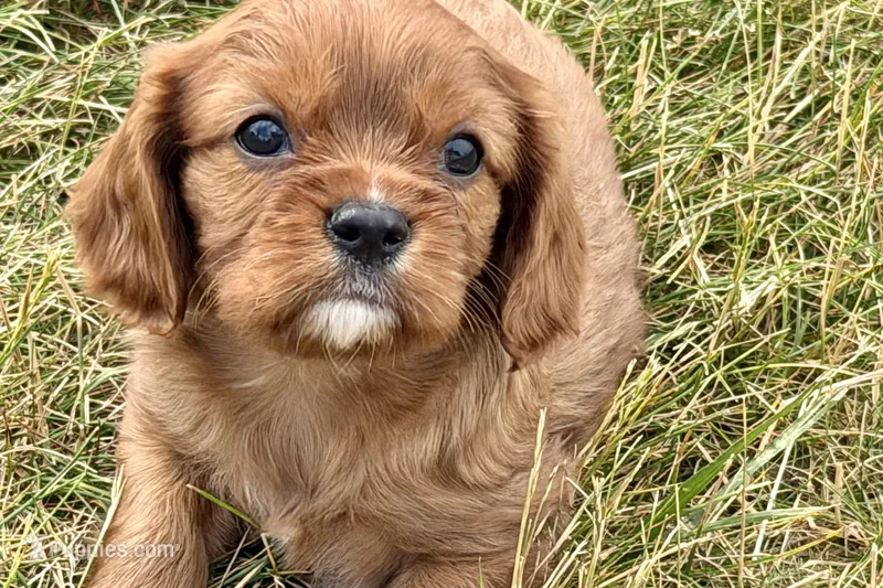 Ion – Cavalier King Charles Spaniel puppy for sale in Sturgis, MI