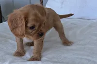 Sterling , a male Cavalier King Charles Spaniel for sale in Sturgis, MI – 3 of 10