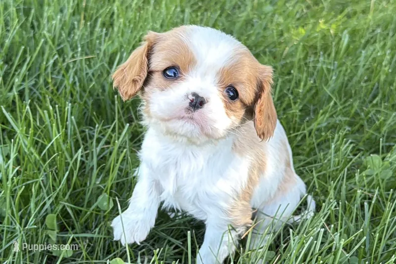 Millie – Cavalier King Charles Spaniel puppy for sale in Sturgis, MI