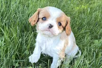 Millie, a female Cavalier King Charles Spaniel for sale in Sturgis, MI – Photo 1 of 9