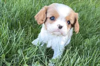 Millie, a female Cavalier King Charles Spaniel for sale in Sturgis, MI – Photo 6 of 9
