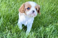 Millie, a female Cavalier King Charles Spaniel for sale in Sturgis, MI – Photo 7 of 9