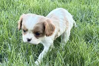 Millie, a female Cavalier King Charles Spaniel for sale in Sturgis, MI – Photo 3 of 9