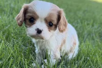 Millie, a female Cavalier King Charles Spaniel for sale in Sturgis, MI – Photo 8 of 9