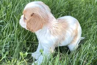 Millie, a female Cavalier King Charles Spaniel for sale in Sturgis, MI – Photo 2 of 9