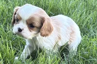 Millie, a female Cavalier King Charles Spaniel for sale in Sturgis, MI – Photo 5 of 9