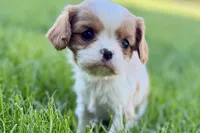 Millie, a female Cavalier King Charles Spaniel for sale in Sturgis, MI – Photo 9 of 9