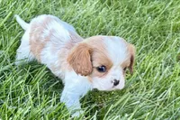 Millie, a female Cavalier King Charles Spaniel for sale in Sturgis, MI – Photo 4 of 9
