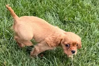 Sterling, a male Cavalier King Charles Spaniel for sale in Sturgis, MI – 8 of 9
