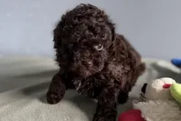 Vixie, a female Poodle - Toy  for sale in Sturgis, MI – Photo 4 of 10