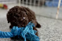 Vixie, a female Poodle - Toy  for sale in Sturgis, MI – Photo 7 of 10