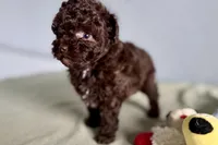 Vixie, a female Poodle - Toy  for sale in Sturgis, MI – Photo 10 of 10
