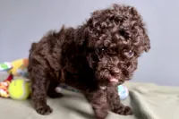 Vixie, a female Poodle - Toy  for sale in Sturgis, MI – Photo 8 of 10