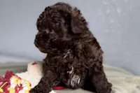 Vixie, a female Poodle - Toy  for sale in Sturgis, MI – Photo 3 of 10