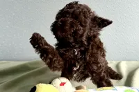 Vixie, a female Poodle - Toy  for sale in Sturgis, MI – Photo 9 of 10