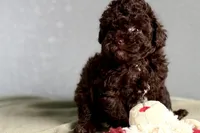 Vixie, a female Poodle - Toy  for sale in Sturgis, MI – Photo 2 of 10